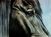 Equine Art - Eyes of Equus